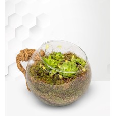 Large Organic Terrarium