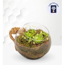Large Organic Terrarium & Card