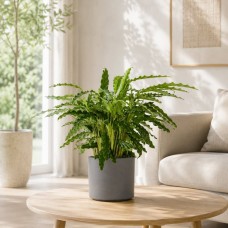 Calathea plant in matching planter