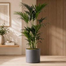 Howea (Kentia) palm with matching flowerpot