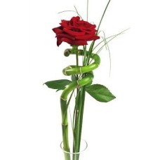 Single wrapped red rose