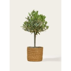 Small Olive Tree with Stylish Basket