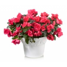 Pink Azalea Plant