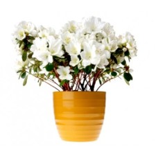 White Azalea