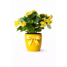 Yellow begonia