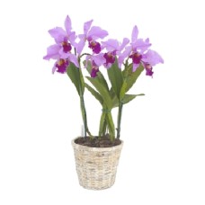 Cattleya Orchid