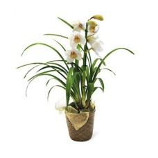 Cybidium Orchid