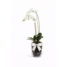 Duo of White Orchids
