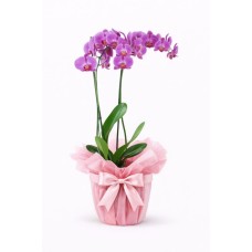 Pink Orchid Duo