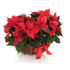 Duo Poinsettia Plant