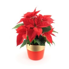 Poinsettia Plant
