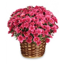 Cheerful Mums - You chose the color