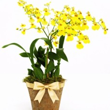 Golden Shower Orchid