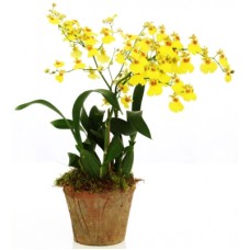 Oncidium Orchid - 'Rain of Gold'