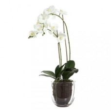 Duo of White Orchids