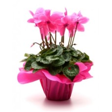 Pink Cyclamen