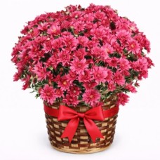 Daisy Plant – Choose the color