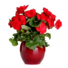 Red Begonia