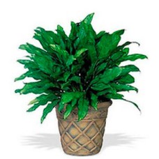 Aglaonema