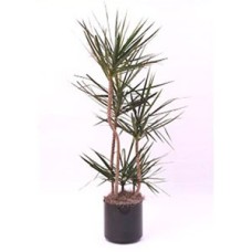 Dracaena