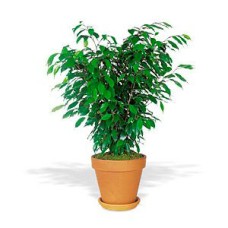 Ficus Bush