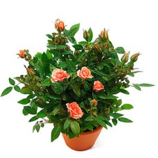 Miniature Roses
