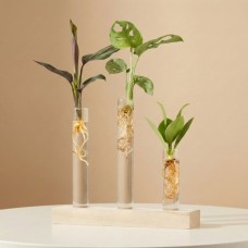 Mailbox | Plant cuttings