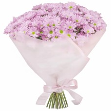 Bouquet of pink marguerite (Small)