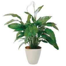 Spathiphyllum in pot (Small)