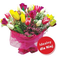 Rainbow tulips