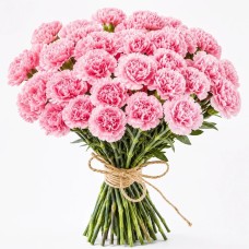 Pink carnations 11-100 pcs.