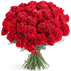 Red carnations 11-100 pcs.