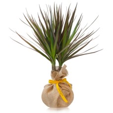 Dracena
