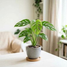 Monstera