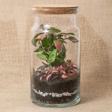 Forest in a DIY jar - Jungle