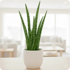 Sanseveria - cylindrica