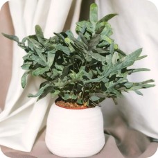 Fern Plebodium