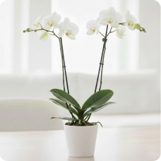 Mini two-stem orchid