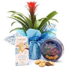 Guzmania for Mother's Day with treats