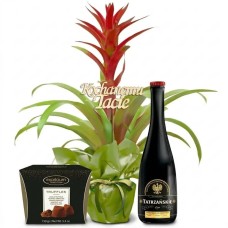 Guzmania on Father's Day
