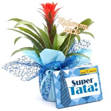 Guzmania for Dad