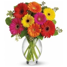 Gerberas. Vase Included