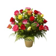 Multicolor roses