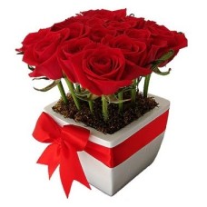 Just 12 Roses