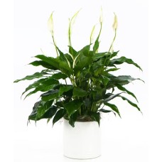 Peace Lily Plant (6" in upgraded decorative container)