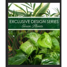 Exclusive Green Plant Garden (6" Garden with 3-4 assorted plants)