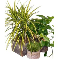 Welcome Home Plant Pack (3-4" pot size trioin decorative containers)