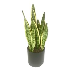 Snake Plant (6" PlantIn Basket)