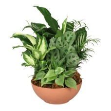 Gift of Green (Standard)