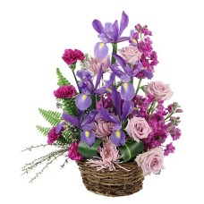 Iris Affection (Standard)